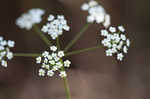 Stiff cowbane